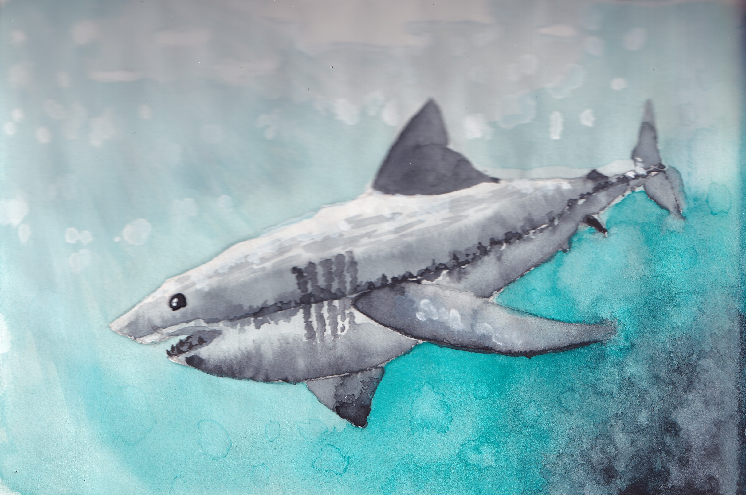 Shark